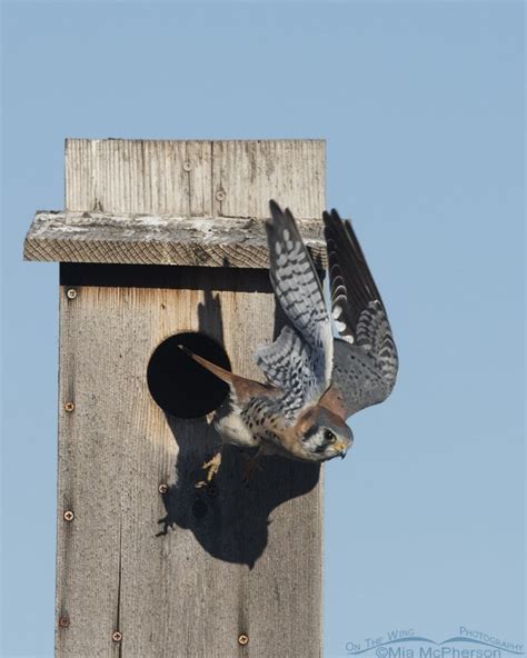 Kestrel Nest Box Building Volunteer Event - Willow Bend Environmental Education Center ...