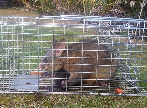 Possum Traps NZ | Humane Possum Traps — Maintrac Group