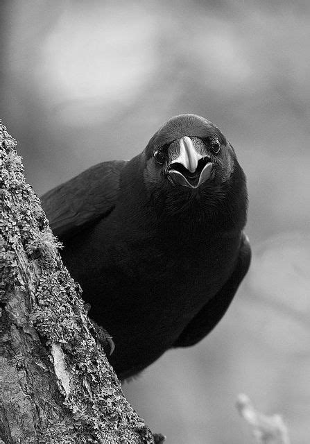 2001 best Raven/Crow images on Pinterest | Crows ravens, Ravens and ...