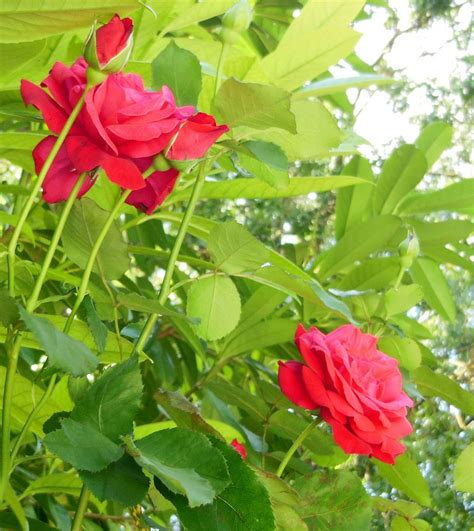 Red roses Red Roses, Sunshine, Garden, Holiday, Plants, Summer, Travel, Garten, Vacations