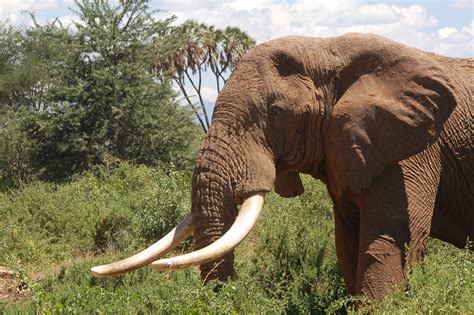 Age and legality of ivory revealed by carbon-14 dating can fight poachers