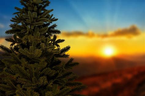 HD wallpaper: christmas, sunset, christmas tree, winter, landscape, sky ...