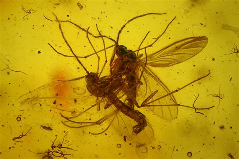 Ten Fossil Flies (Diptera) In Baltic Amber (#183581) For Sale ...