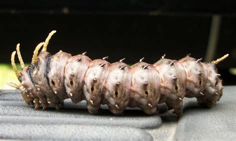 Pine Devil Caterpillar - What's That Bug?