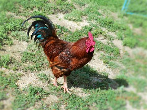 Caesar The Rhode Island Red Rooster | BackYard Chickens - Learn How to ...