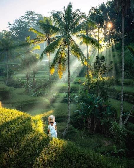 Full-day Ubud Rice Terraces & Waterfalls