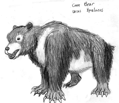 Cave Bear Sketch by TyrannoNinja on DeviantArt