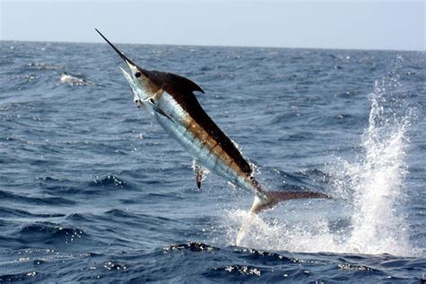 Pacific Blue Marlin | NOAA Fisheries