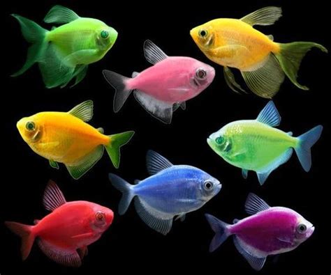 GloFish® White Skirt Tetra Deluxe Collection 8ct - GloFish® | Glofish, Live aquarium fish, Glow fish