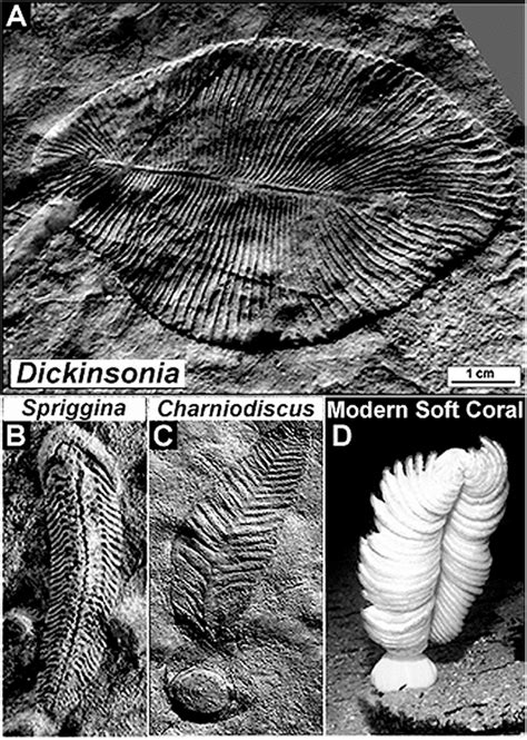 Frontiers | Precambrian Paleobiology: Precedents, Progress, and Prospects