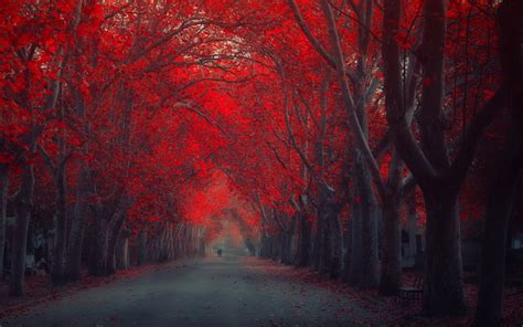 Red Trees Autumn Fall Seasons Wallpapers HD / Desktop and Mobile Backgrounds