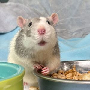 Rat Food Myths: The Facts About Foods To Avoid – Lafeber Co. – Small ...