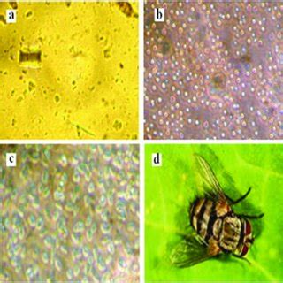 2 Helicoverpa armigera: (a) larvae in vials; (b) grown up VI instar... | Download Scientific Diagram