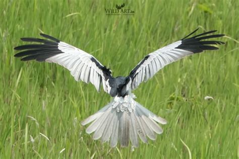 Pied Harrier | Harriers | Birds of Prey (Accipitridae) | Gallery ...