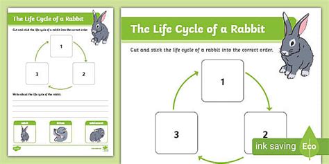 The Life Cycle of a Rabbit Worksheet (Teacher-Made) - Twinkl