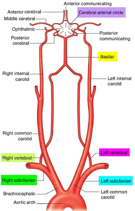 Pin by Lillian Cruz-Orengo on Neuro | Subclavian artery, Arteries ...