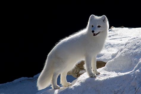 Meet The Beautiful Arctic Fox - The Hardiest Of All The Arctic Animals ...