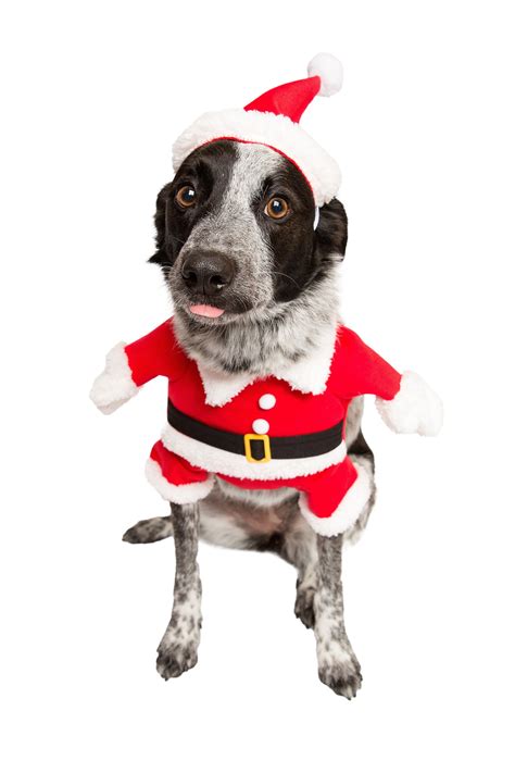 Santa Claus Dog Christmas Costume – Get Ready for Christmas. Free Shipping. – Pet Krewe