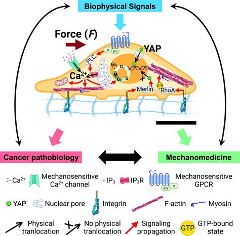 Towards an integrative understanding of cancer mechanobiology: calcium ...