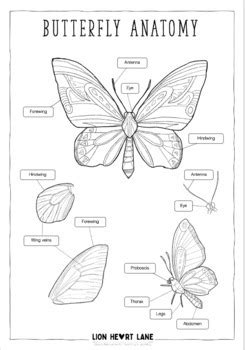 Science - Butterfly Anatomy Diagram (Labeled and Unlabelled copies included)