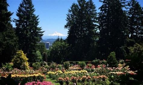 Rose Garden Amphitheater Portland Events | Fasci Garden