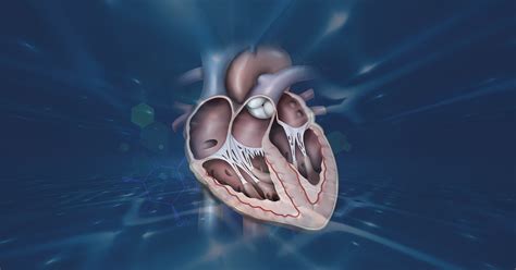 What causes heart failure with preserved ejection fraction (HFpEF)? - Ultromics