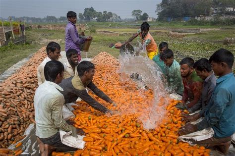 Bangladeshi farmers use their Hand to clean fresh carrots after harvest at Savar, Bangladesh ...