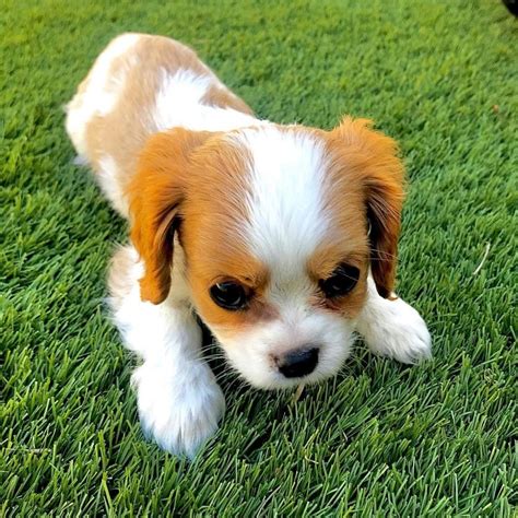 Teacup Cavalier King Charles Spaniel: The Ultimate Guide