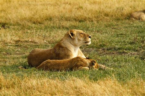 412 Pride Lions Sleeping Stock Photos - Free & Royalty-Free Stock ...