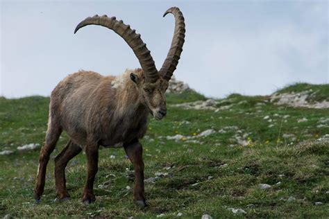 Himalayan Ibex Trophy Hunting Hunza-Pakistan - Adventure Center Pakistan