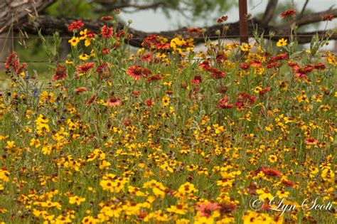 Texas Flowers Nature Photography, Landscape Photography, Wild Flowers ...