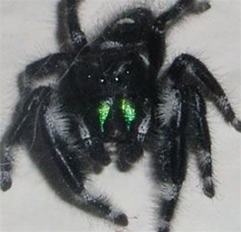 Daring Jumping Spider: Phidippus Audax | HubPages