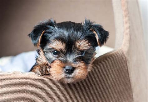 Yorkshire Terrier (Yorkie) Puppies For Sale In Massachusetts