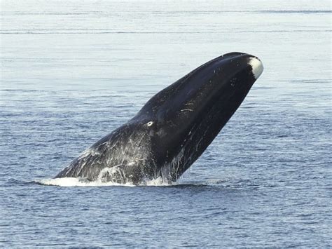 Bowhead Whale Vocalizations | Ocean Conservation Research