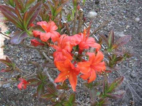 Knap Hill Exbury Azaleas, How to Grow and Care for Deciduous, Hybrid Azalea Plants - Garden ...