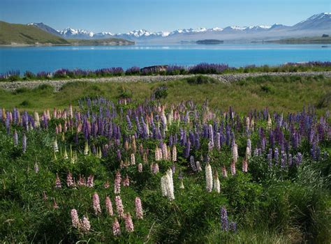 Lupins at Lake Tekapo stock image. Image of lake, mountain - 44513901