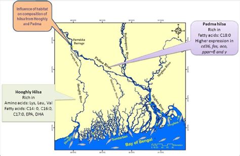 Map showing rivers Hooghly and Padma and the migration of hilsa to the... | Download Scientific ...