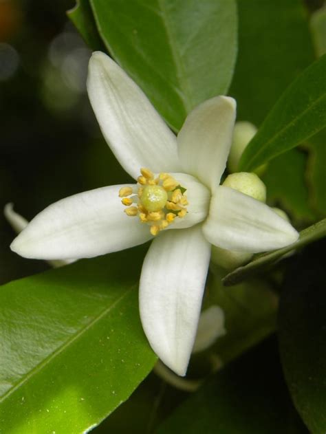 Orange Blossom | Flowers and Plants-Miscellaneous Beauty | Pinterest