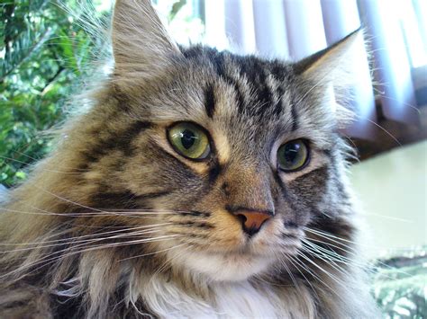 Maine Coon Cats - Pets Cute and Docile