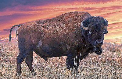 The American Bison - Conservation Frontlines