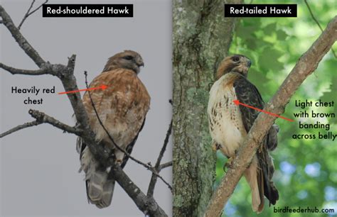 Red-tailed Vs Red-shouldered Hawk (8 Differences) - Bird Feeder Hub