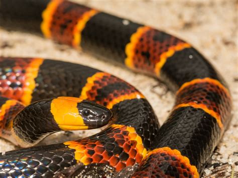 Four People In Florida Bitten By Coral Snakes - Reptiles Magazine