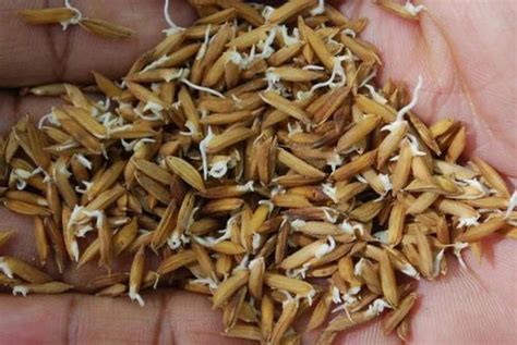 Natural Basmati Rice Seeds, For Agriculture at Rs 120/kilogram in ...