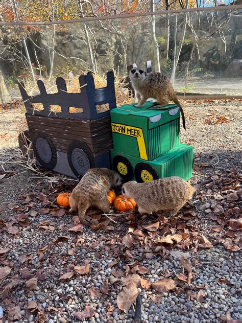 Cincinnati Zoo on Twitter: "🎃🎃🎃🎃🎃 https://t.co/wdF4WY3nkg" / Twitter