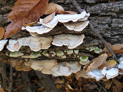 Can you help me identify a fungus growing on my oak tree? It looks like a series of small ...