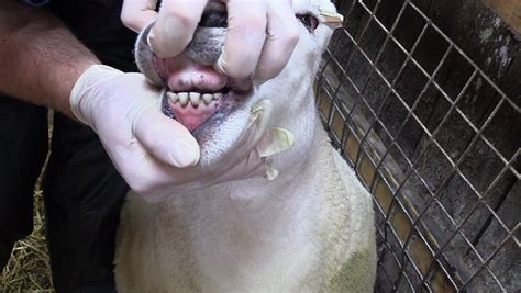 Video: How to properly perform a dental examination on sheep - Farmers ...