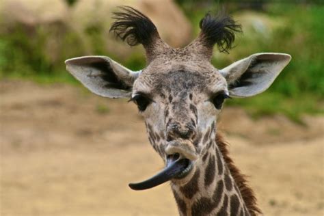 What color is a giraffe's tongue? | Animals and Birds Questions & Answers | Sawaal