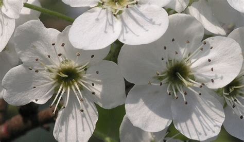 Bradford Flowering Pear (Pyrus calleryana ‘Bradford’)