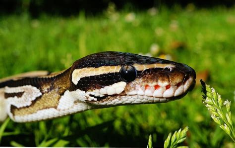 Celebrate National Serpent Day With 16 Snake Facts | PETA