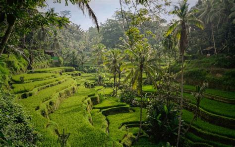 TEGALALANG RICE TERRACE UBUD - The Complete Guide